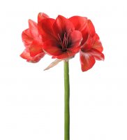 Amaryllis Röd 75 cm