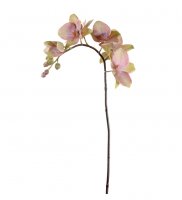 Orkidé 60 cm