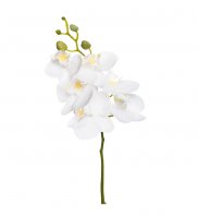 Phalaenopsis 52 cm