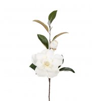Magnolia Vit 100 cm