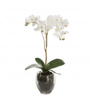 Orkidé i glaskruka 65 cm