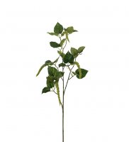 Amaranthus 85 cm