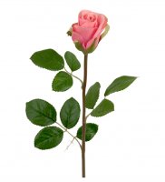 Ros 50 cm Rosa