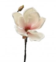 Magnolia Vit 30 cm
