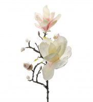 Magnolia Vit/Rosa