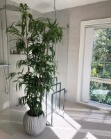 Bambu 200 cm