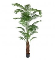 Areca Palm 270 cm
