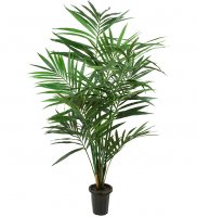 Kentia Palm 150 cm
