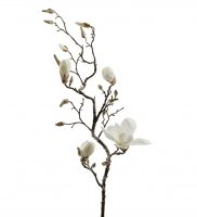 Magnolia 135 cm - Vit