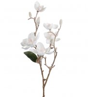 Magnolia med is 65 cm