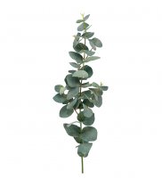Eucalyptus 75 cm