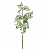 Rexbegonia kvist 60 cm