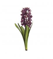 Hyacint Lila 32 cm