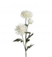Chrysanthemum 60 cm