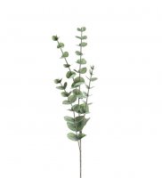 Eucalyptus 60 cm