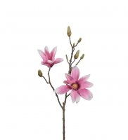 Magnolia 70 cm