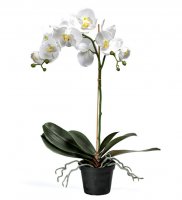 Orkidé i kruka 60 cm
