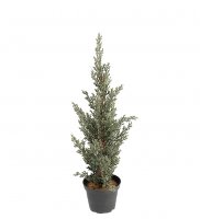 Cypress 40 cm