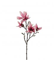 Magnolia Rosa 50 cm