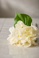 Hortensia Real Touch - Vit