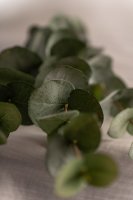 Eucalyptus 60 cm