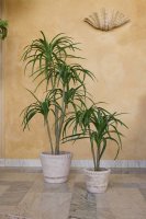 Dracena 150 cm