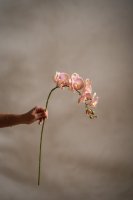 Orkidé Ljusrosa - 75 cm