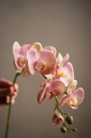 Orkidé Ljusrosa - 75 cm