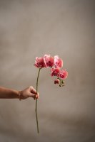 Orkidé Rosa - 75 cm
