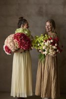 Hortensia Ljusrosa - 48 cm