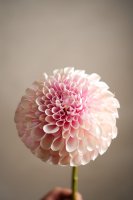 Dahlia Ljusrosa - 75 cm