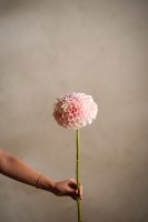 Dahlia Ljusrosa - 75 cm