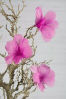 Fjäderblomma Cerise - 12 pack