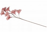 Kvist Fjäderblomma Gammelrosa