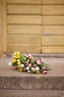 Tulpaner mix 36 cm - Vit