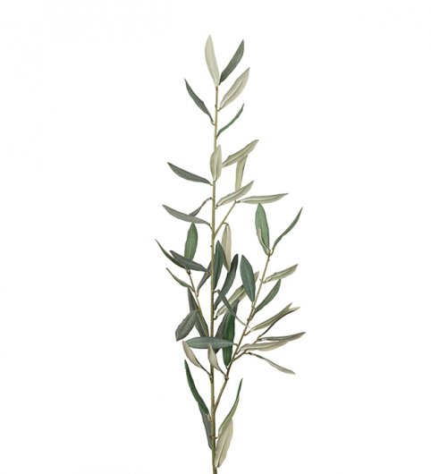 Olivkvist 50 cm