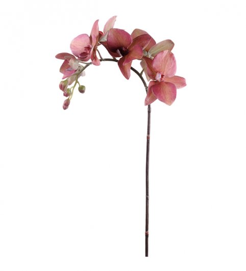 Orkidé 60 cm