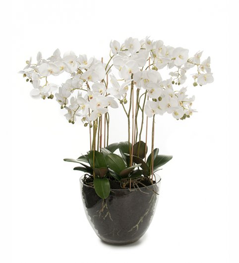 Orkidé i glaskruka 90 cm