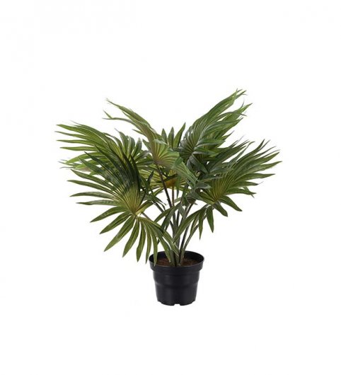 Palm - 35 cm