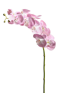 Orkidé Rosa/Lila 105 cm