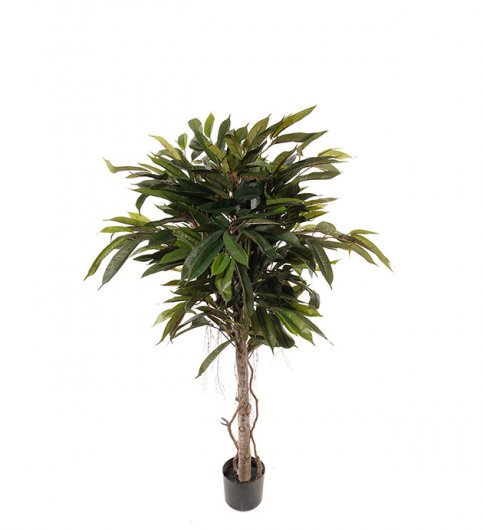 Longifolia 150 cm