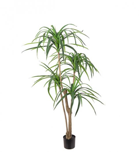 Dracena 150 cm