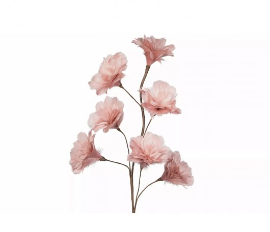 Kvist Fjäderblomma Gammelrosa